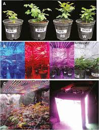 Effects Of Growth Under Different Light Spectra On High