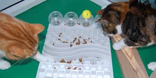 Diy easy cat puzzle feeder toy. Puzzle Feeders For Your Cat International Cat Care