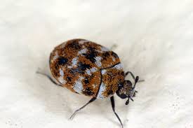 carpet beetle pest control library