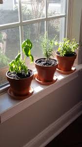 Create Your Own Windowsill Herb Garden