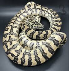 caramel carpet python traits morphpedia