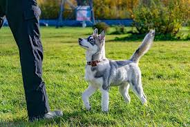 An outstanding siberian husky puppy food should contain 1.2 segments of calcium to 1 segment phosphorus. Are Huskies Aggressive Dogs Temperament Guide For Owners
