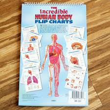 Explore the anatomy systems of the human body! Anatomy Flip Charts Boroyo