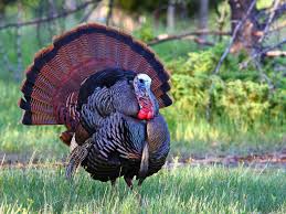 Turkeys can be raised for their meat. 15 Backyard Turkeys Images Homelooker