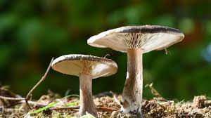 Mushroom-Picking App Could Be The Death Of You, French Are Warned | World | The Times