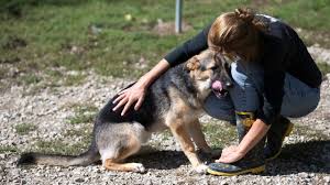 The german shepherd is sharp as a tack and completely dedicated and in love with its family. German Shepherds Need New Homes
