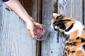 homemade cat food benefits tips how