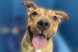 Bully pitbull puppies for sale| razor edge. Blue Nose Pitbull Puppies For Adoption In Nj