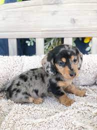 We offer all colors, all patterns, smooth coats, long coats. Mini Dachshund For Sale In Lynchburg Va Local Pet Store Petopia