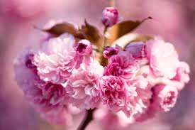 cherry blossom watch update kwanzan