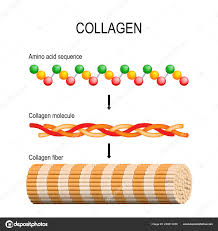 collagen fiber molecule amino acid