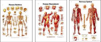 Peter Bachin Anatomical Chart Series