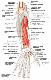 Tendons are fibrous cords, similar to a rope, and are made of collagen. Ovid Lippincott Williams Wilkins Atlas Of Anatomy Anatomy Forearm Muscle Anatomy Medical Anatomy