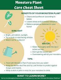 Your Free Monstera Plant Care