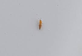 tiny orange bugs that bite may be
