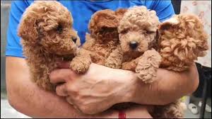 toy poodle puppies at best
