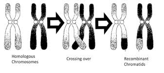 in which se of meiosis crossing