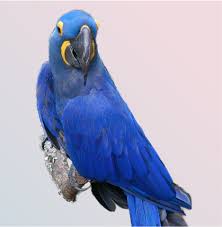 cobalt hyacinth macaw parrot in delhi