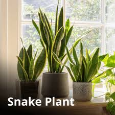 Are These Common Houseplants Pet Safe