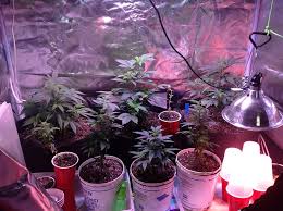 Planning A Perpetual Grow Grow Room