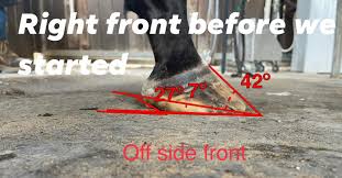 thoroughbred hoof care on and off the