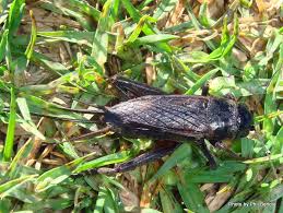 Image result for black fall cricket bug