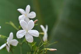 white jasmine flowers 1080p 2k 4k 5k