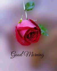 good morning rose flower pictures