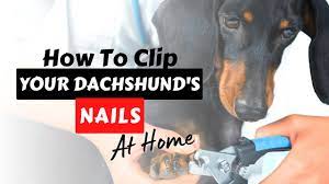 how to clip dachshund nails at home