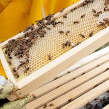 Here are some things you need to know before you get started beekeeping the there are a ton of reasons as to why you should keep bees in your backyard homestead. 14 Backyard Beekeeping Tips Family Handyman