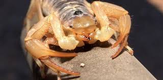arizona bark scorpion myths