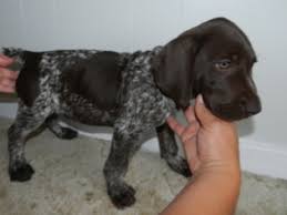 There are also german wirehaired and longhaired pointers. View Ad German Shorthaired Pointer Puppy For Sale Near Pennsylvania Reinholds Usa Adn 14248
