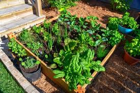 A Budget Vegetable Garden