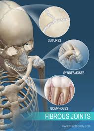 joints and ligaments learn skeleton