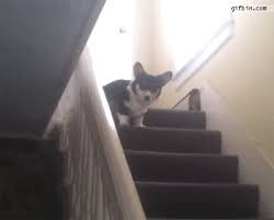 corgi hops down stairs best funny
