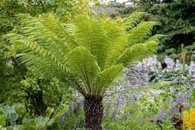 15 Top Fern Plants For Your Garden