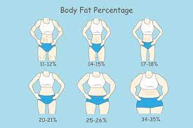 mere a person s body fat percene