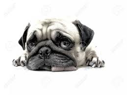 Its what an artist need is your appreciations. Pencil Sketch Of Close Up Face Cute Pug Puppy Dog Sleeping By Stock Photo Picture And Royalty Free Image Image 49922563