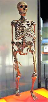 Aveva la testa posta in avanti; Homo Neanderthalensis Wikipedia