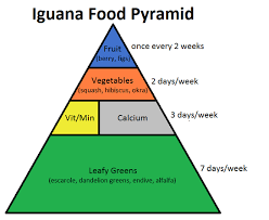 Iguana Food Pyramid Complete Critter