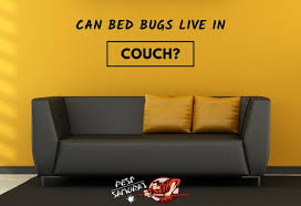 bed bugs in couch can bed bugs live in