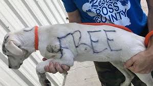 Im in bergen county in nj. Puppy Found With Free Written On Fur Gets A New Family
