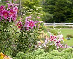 19 perennial cutting flowers to fill