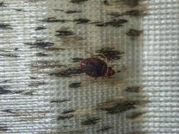 Common Bed Bug Signs In Your Alabama