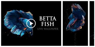 betta fish live wallpaper free go apk