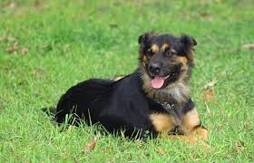 Please don't get this dog because you want a mix of the baddest dogs around. Qxsaiqpcezr7xm