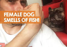 Do female dogs let out a fishy smell?