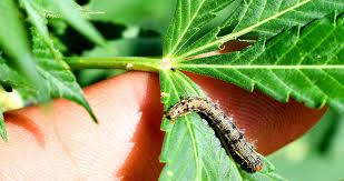 Caterpillars On Your Plants