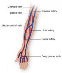 Figure 47.14 label the major systemic arteries. Vasculature Of The Arm Texas Heart Institute