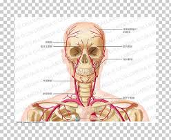 The common carotid arteries ascend into the head, via the neck, from the aorta, and delivery oxygenated blood to the brain, head, face, etc. Head And Neck Anatomy Common Carotid Artery Vein Png Clipart Anatomy Anterior Triangle Of The Neck